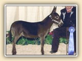 2005 NMDA Great Celebration Donkey Show 1st PLACE WEANLING