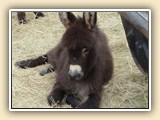 Bonnie Blue as a foal