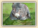   Jan Cawthon Miniature Donkey Artist