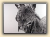   Charles Brooks Miniature Donkey Artist