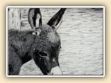   Charles Brooks Miniature Donkey Artist