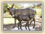  Payne Lara Miniature Donkey Bronze Sculptures 