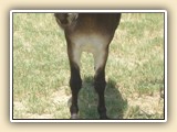 Quarter Moon Half Dollar