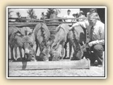 Zoo keeper at Detroit Zoo and donkeys from Ceylon