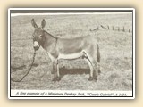 Breeder Joe & Joan Case; Owner Crystal Ward