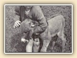 Newborn at Danby Farm