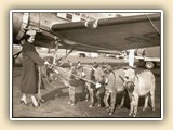 TWA Flight Attendant and donkeys (1950's)