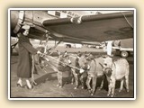 TWA Flight Attendant and donkeys (1950's)