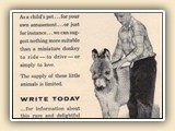 Early ad for the Miniature Donkey Registry