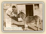 Daniel Langfeld Jr. with Pepi at Danby Farm