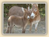 Lots Of Dollars - foal photos