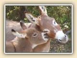 Lots Of Dollars - foal photos