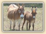 Lots Of Dollars - foal photos