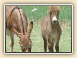 Lots Of Dollars - foal photos