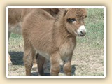 Pocket Change foal photos