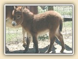 Pocket Change foal photos