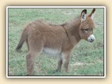 Pocket Change foal photos