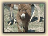 Pocket Change foal photos