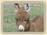 Pocket Change foal photos