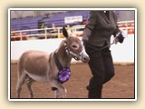 NMDA Best Of Breed