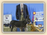KKR After Dark: Junior Grand Champion,  Texas Shootout