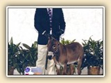2008 Houston Livestock Show GRAND CHAMPION