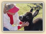 Fancy That as a foal
