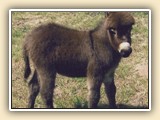 Million Dollar Baby as a foal