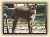  Sister Sara as a foal